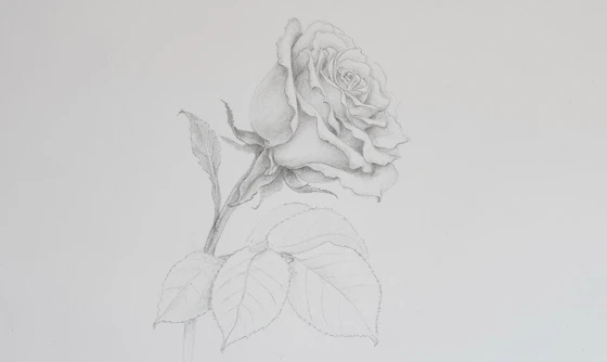 Drawing Roses