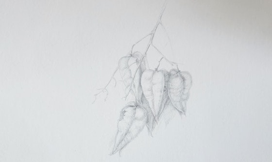 Drawing Winter Plants in Silverpoint