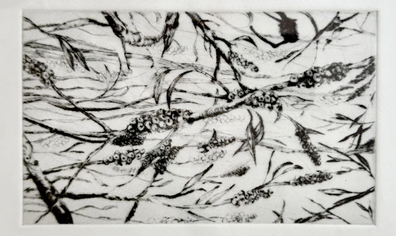 Printmaking: Dry Point Etching
