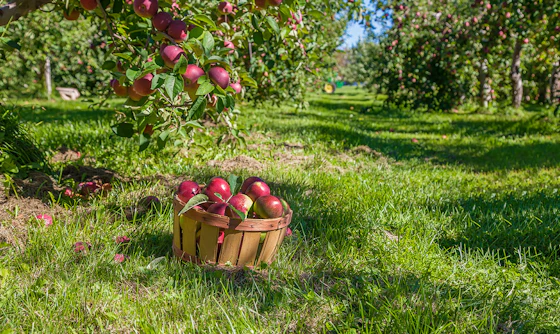 92NY NEXUS Hudson Valley Apple Picking and Fall Foliage