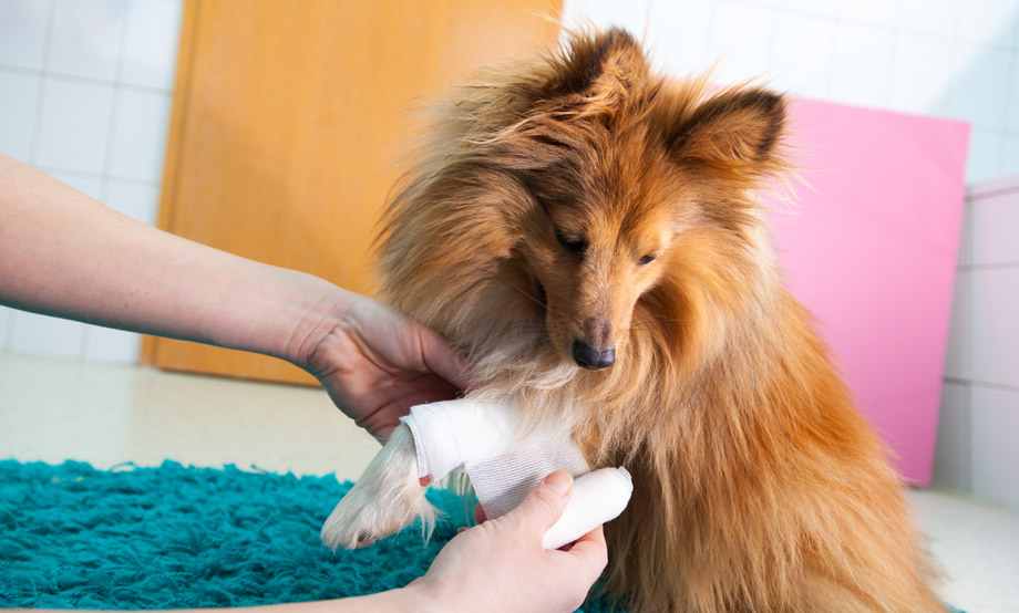 Pet First Aid and CPR